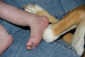 Foot and Paw Closeup